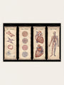 Anatomicum
