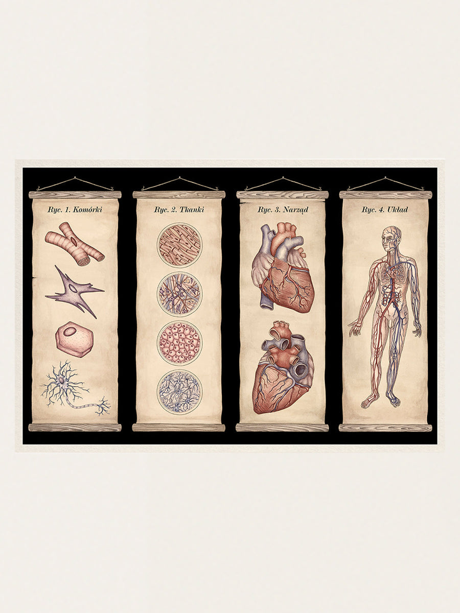 Anatomicum