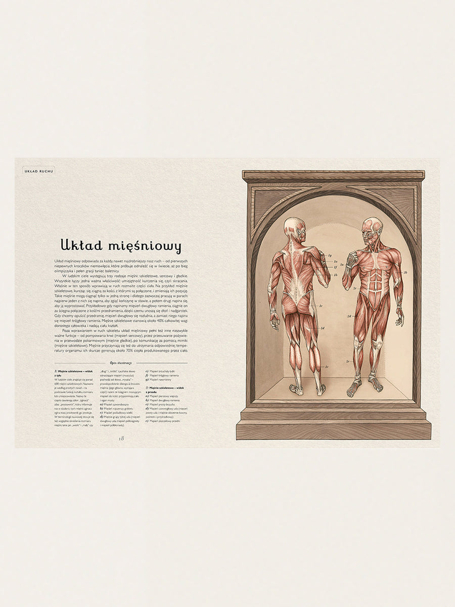 Anatomicum