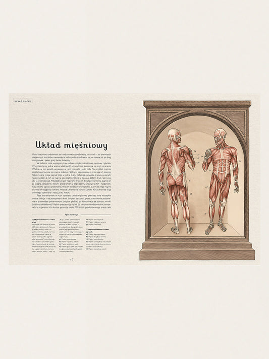 Anatomicum