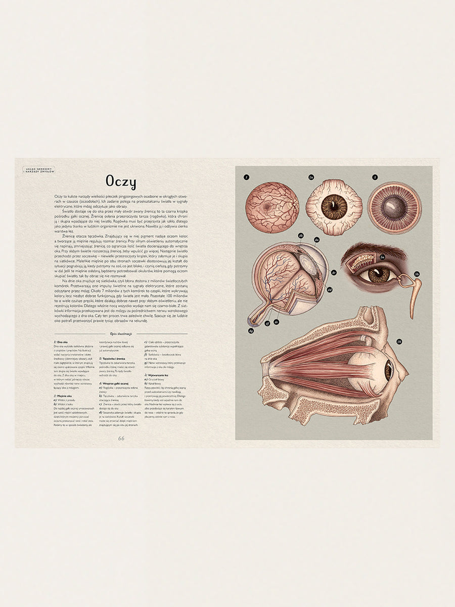 Anatomicum