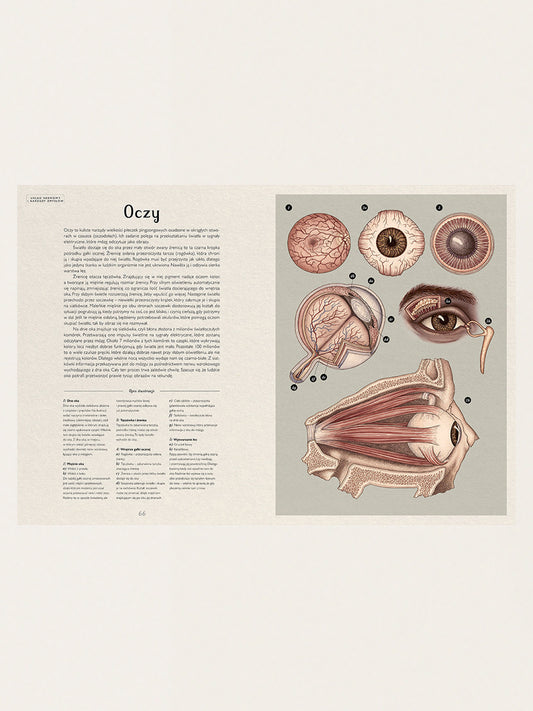 Anatomicum