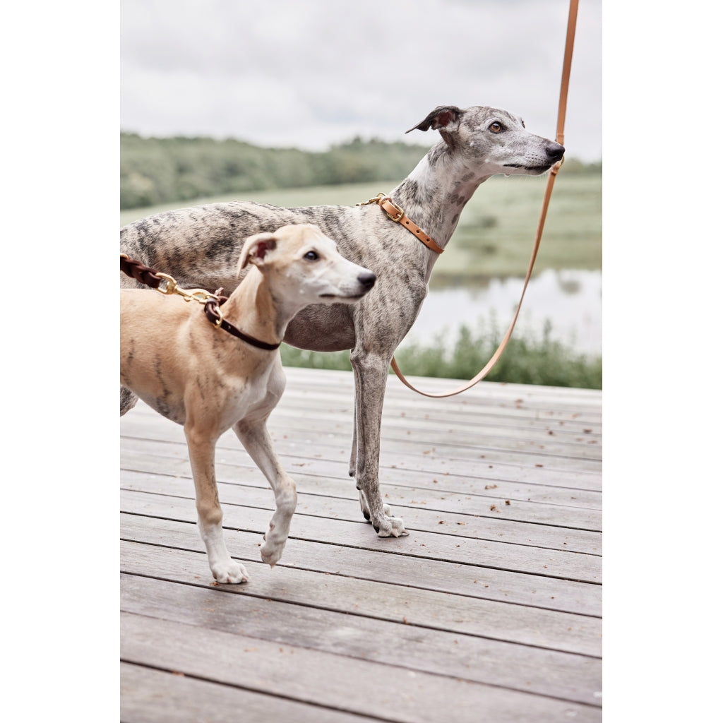 Robin Large Dog Collar