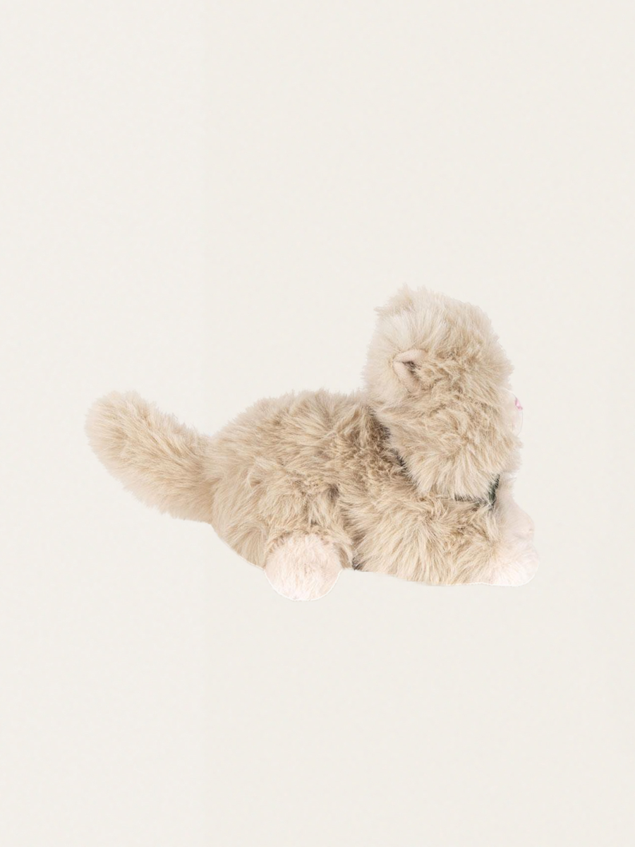 Kotek Pilou Kitty