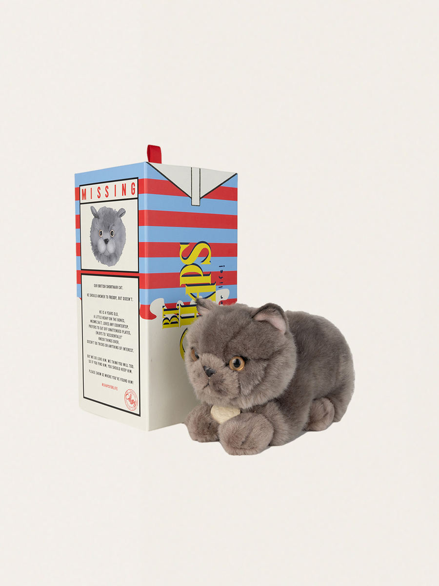 Przytulanka kotek w pudełku Freddy the British Shorthair