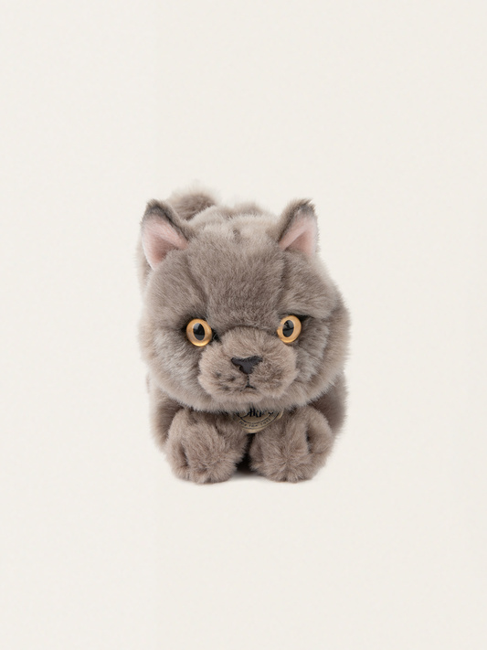 Przytulanka kotek w pudełku Freddy the British Shorthair