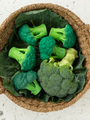 Hevea Broccoli Rubber Teether