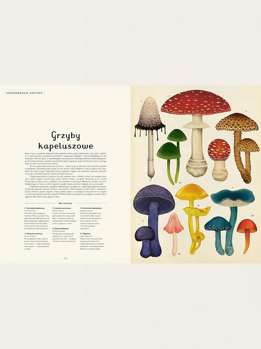 Fungarium Mushroom Museum