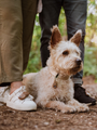 Urządzenie chroniące przed kleszczami dla zwierząt Tickless Pet Eco